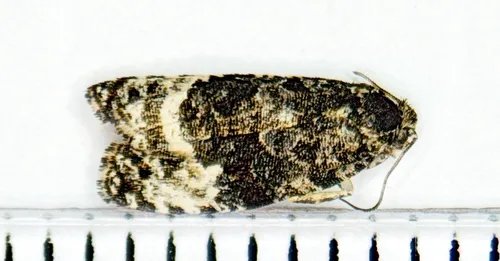 Apotomis tertiana
