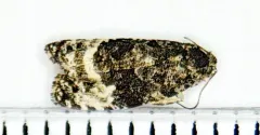Apotomis tertiana thumbnail 1