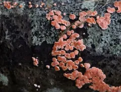 Aleurodiscus grantii thumbnail 2