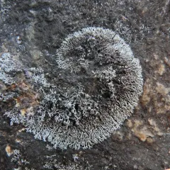 Thomson's Rosette Lichen thumbnail 1