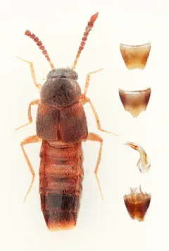 Phymatura blanchardi thumbnail 3