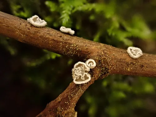 Lachnella alboviolascens
