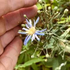 wavy-leaf aster thumbnail 3