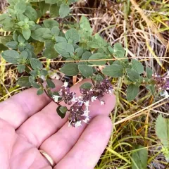 Oregano thumbnail 3
