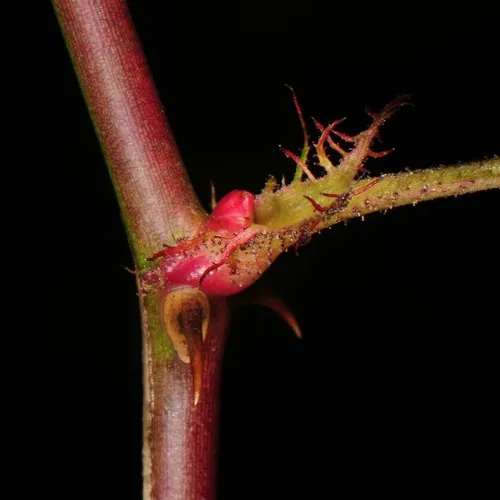 multiflora rose