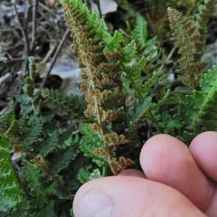 rusty woodsia thumbnail 3