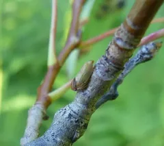 Macropsis basalis thumbnail 4