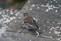 Common Chaffinch thumbnail 2
