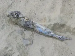 Fourhorn Sculpin thumbnail 1