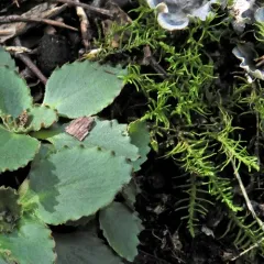 Virginia saxifrage thumbnail 4