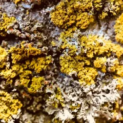Candleflame Lichen thumbnail 4
