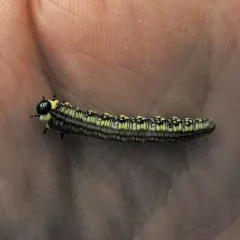 Introduced Pine Sawfly thumbnail 4