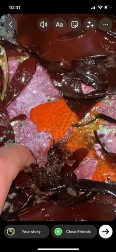 Fused Orange Social Ascidian thumbnail 4