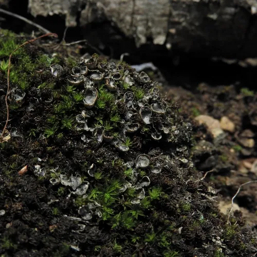 alternating dog lichen