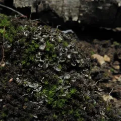 alternating dog lichen thumbnail 1