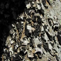 Frosted Rock Tripe thumbnail 2