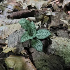 checkered rattlesnake plantain thumbnail 2