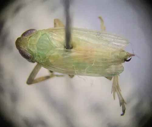 Pentagramma douglasensis