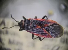 Melacoryphus admirabilis thumbnail 2