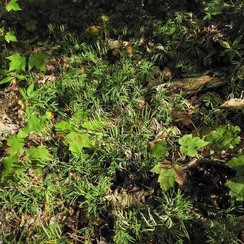 fan clubmoss