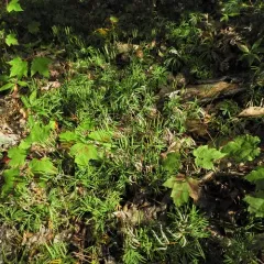 fan clubmoss thumbnail 1
