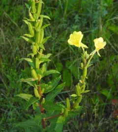 Oakes' Evening-primrose thumbnail 4