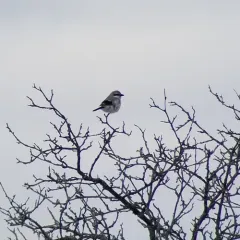 Northern Shrike thumbnail 4