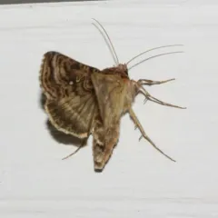 Wavy Chestnut Υ Moth thumbnail 4