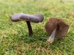 Entoloma vindobonense thumbnail 2
