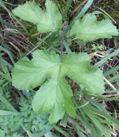 hogweed thumbnail 3