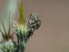 Yellow Starthistle Hairy Weevil thumbnail 2