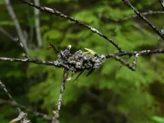 Foliose Shingle Lichen thumbnail 2