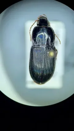Pterostichus permundus thumbnail 1