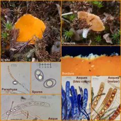 Neottiella vivida thumbnail 3