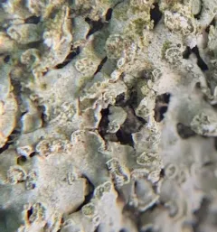 Mealy Cryptic Shade Lichen thumbnail 3