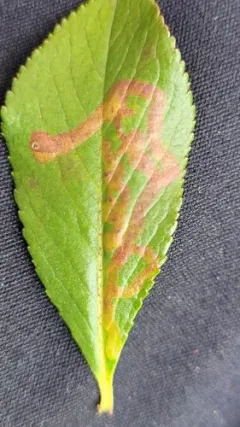 Phytomyza persicae thumbnail 2