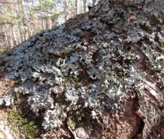 Sea Storm Lichen thumbnail 4
