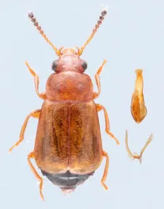 Eusphalerum orientale thumbnail 3