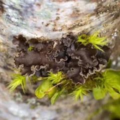 Powdered Moon Lichen thumbnail 4