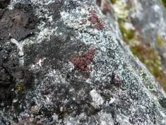 Greater Rockbud Lichen thumbnail 3