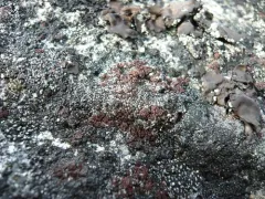 Lesser Rockbud Lichen thumbnail 4