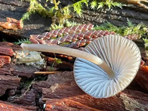 Mycena metata