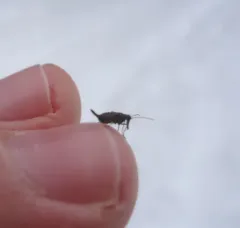Boreus reductus thumbnail 4