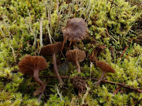 Arrhenia obscurata