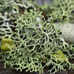 Mottled Tube Lichen thumbnail 3