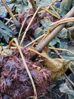 giant rhubarb thumbnail 2