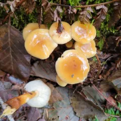 Flammulina filiformis thumbnail 4
