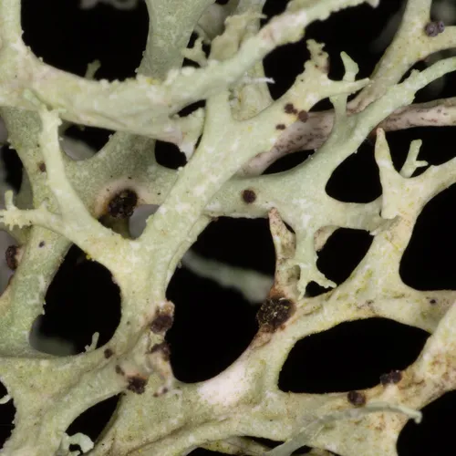 Oakmoss Spot