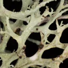 Oakmoss Spot thumbnail 1