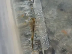 Branchinecta cornigera thumbnail 1